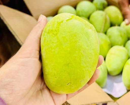 Small green mangoes destined for Punjabi aam ka achaar