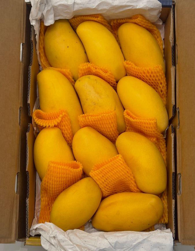 Export Royal Sindhri mangoes laid out for hand grading