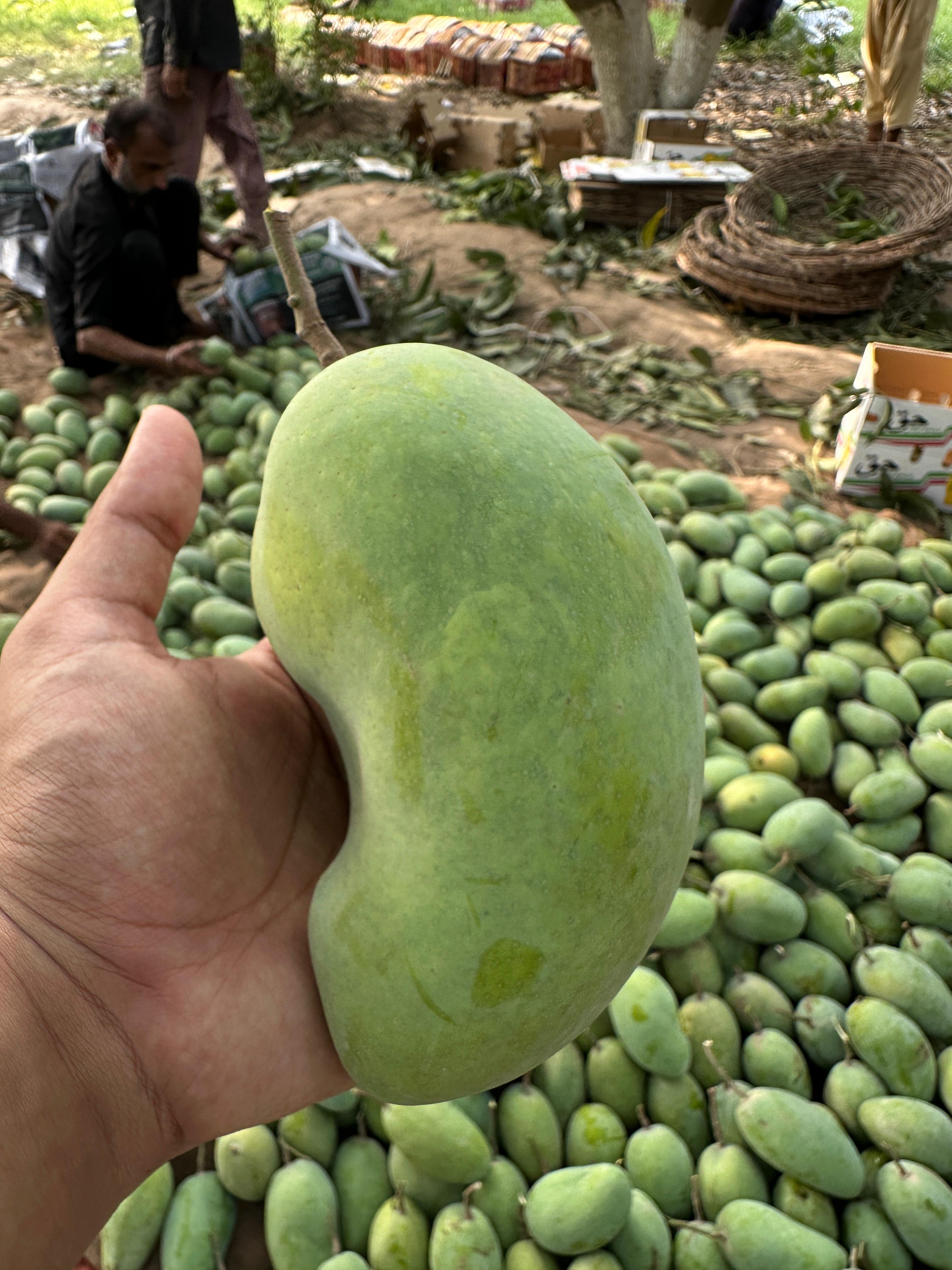 Royal Chaunsa mangoes ripening on a kitchen counter