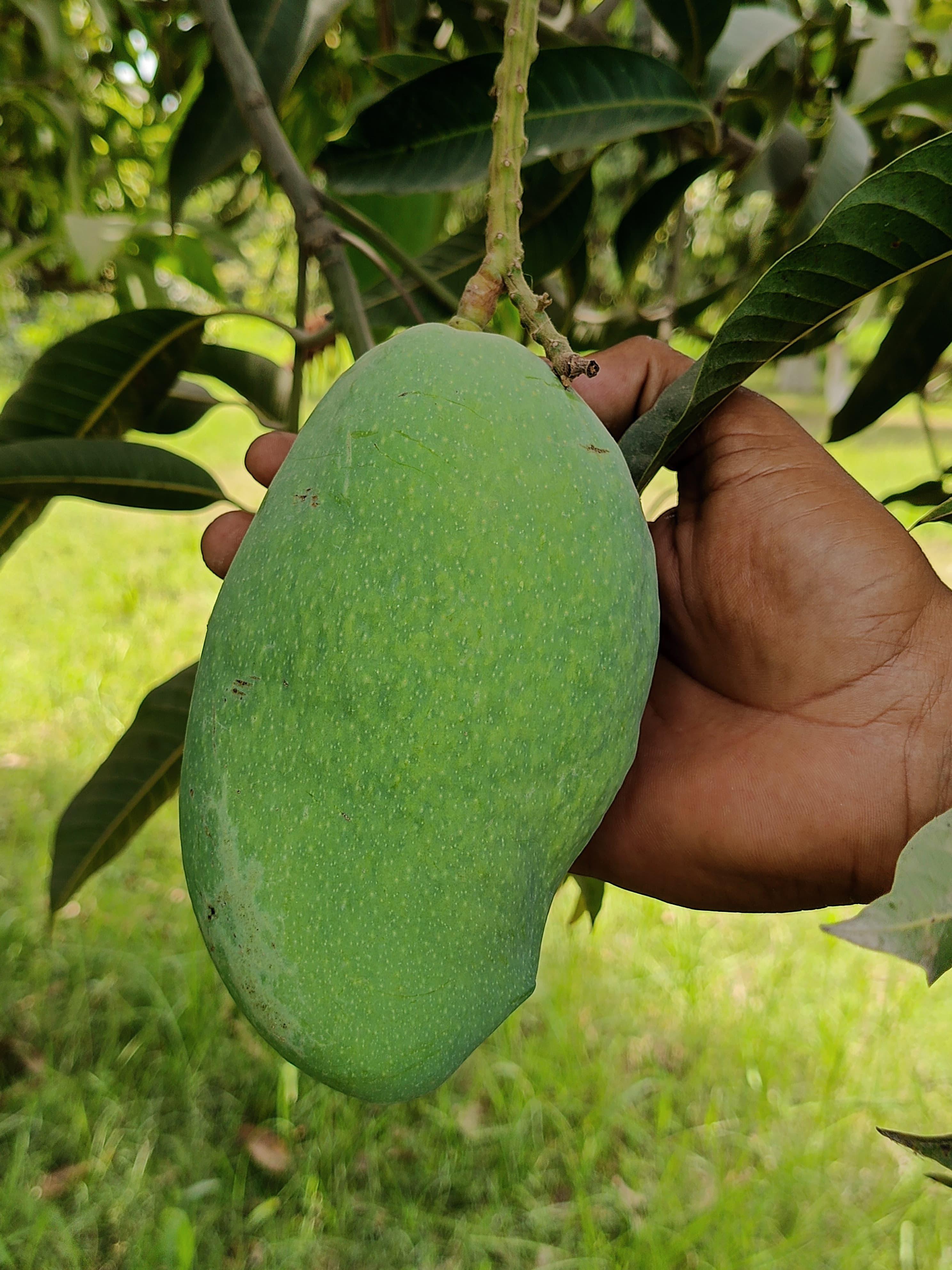 White Chaunsa mangoes used for a creamy Pakistani mango kulfi